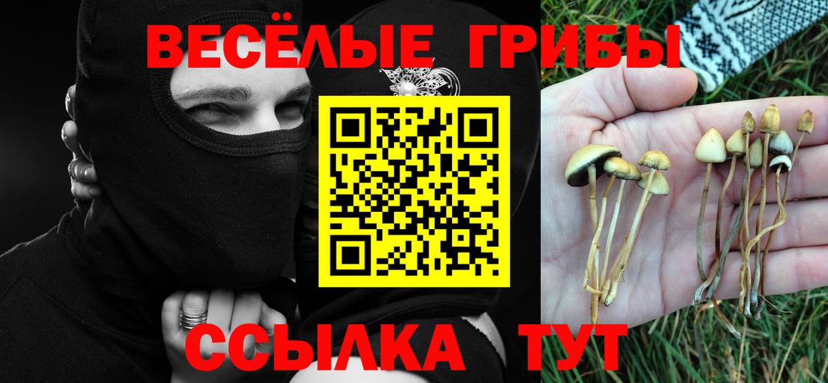 Псилоцибиновые грибы Psilocybe  Вход с VPN  Псилоцибиновые грибы Psilocybe  Архангельск 